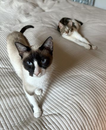 Die superliebe Lilú wartet auf ein Für-Immer-Zuhause