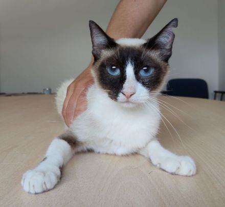 Die superliebe Lilú wartet auf ein Für-Immer-Zuhause