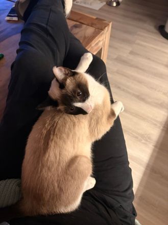 Die superliebe Lilú wartet auf ein Für-Immer-Zuhause