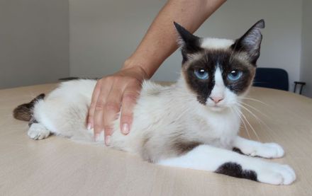 Die superliebe Lilú wartet auf ein Für-Immer-Zuhause