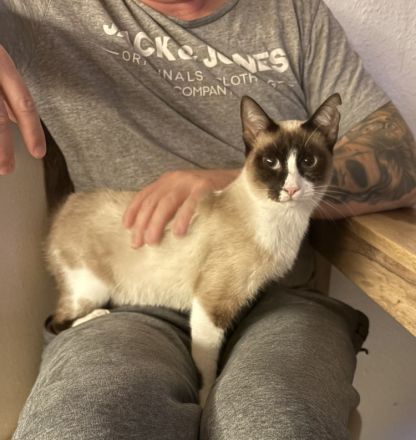 Die superliebe Lilú wartet auf ein Für-Immer-Zuhause