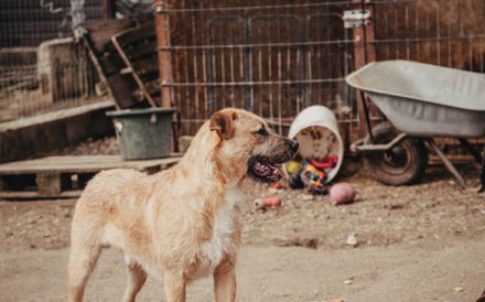 Neville sucht ein aktives Zuhause
