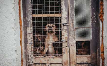 Neville sucht ein aktives Zuhause