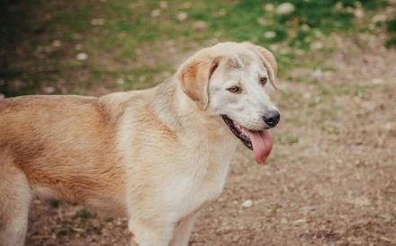 Saiwa sucht liebevolle Menschen