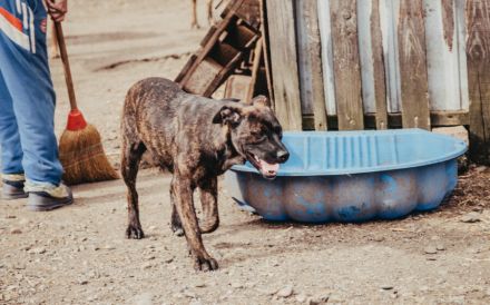 Ronja sucht ein Zuhause