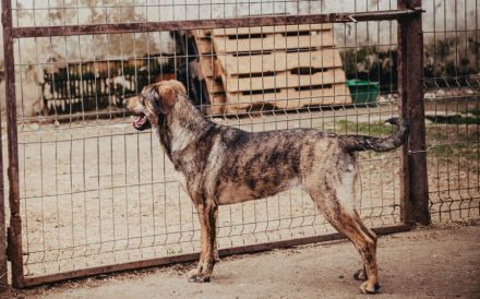 Ronja sucht ein Zuhause