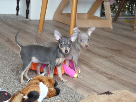 Prager Rattler Wepen