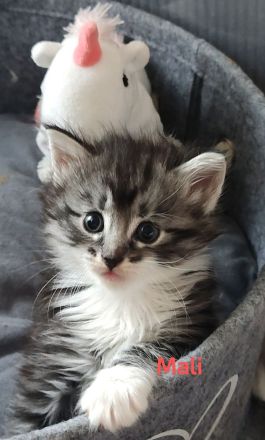 Norwegische Waldkatzen vom Küselwind