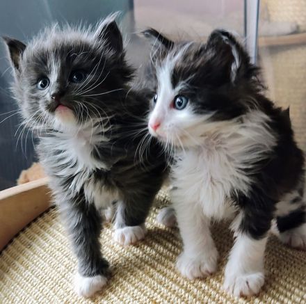 Norwegische Waldkatzen vom Küselwind