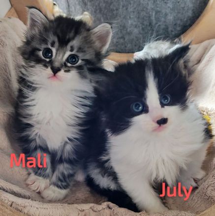 Norwegische Waldkatzen vom Küselwind