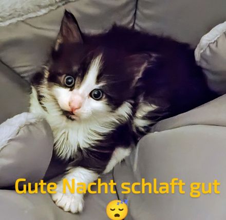 Norwegische Waldkatzen vom Küselwind