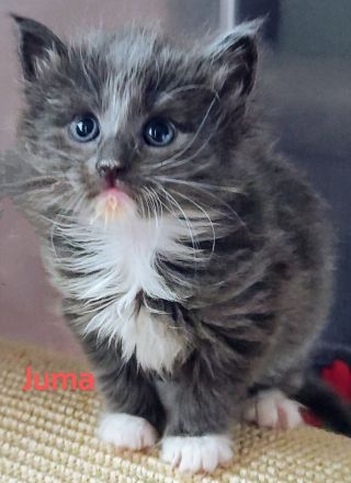 Norwegische Waldkatzen vom Küselwind