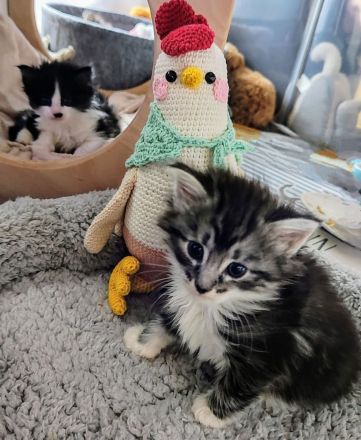 Norwegische Waldkatzen vom Küselwind