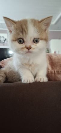 BKH Kitten