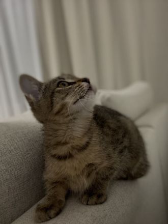 Süßes kitten Mädchen