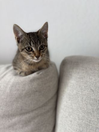 Süßes kitten Mädchen