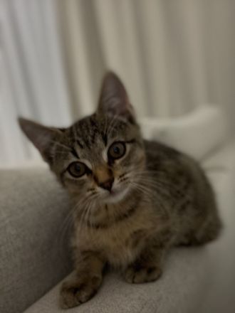 Süßes kitten Mädchen