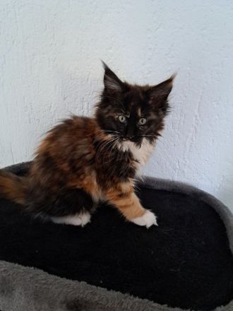 Maine Coon Kitten