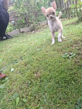 Chihuahua Welpen Rüden abzugeben