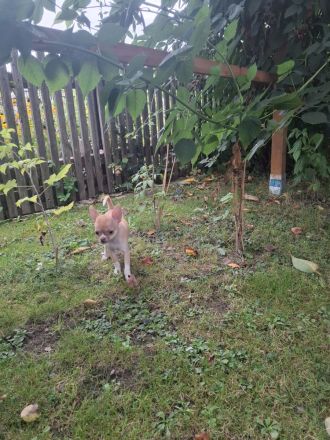 Chihuahua Welpen Rüden abzugeben