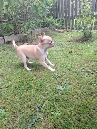 Chihuahua Welpen Rüden abzugeben