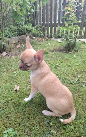 Chihuahua Welpen Rüden abzugeben