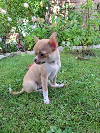 Chihuahua Welpen Rüden abzugeben