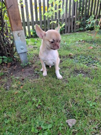 Chihuahua Welpen Rüden abzugeben
