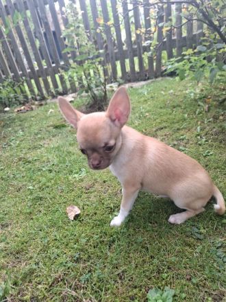 Chihuahua Welpen Rüden abzugeben