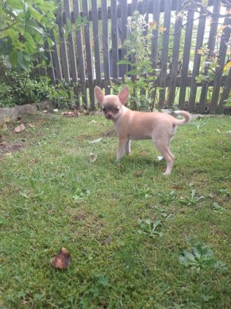 Chihuahua Welpen Rüden abzugeben