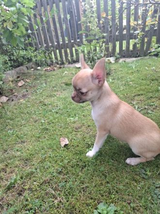 Chihuahua Welpen Rüden abzugeben