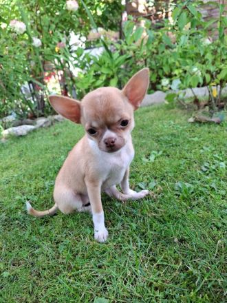 Chihuahua Welpen Rüden abzugeben