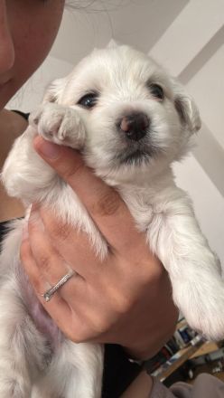 💖 Zuckersüße Mini-Malteser-Welpen – Junge & Mädchen – bereit für ihr Für-Immer-Zuhause 💖