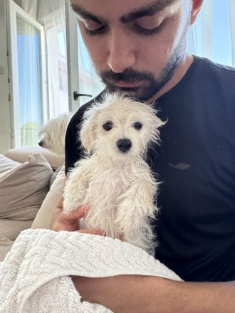 💖 Zuckersüße Mini-Malteser-Welpen – Junge & Mädchen – bereit für ihr Für-Immer-Zuhause 💖