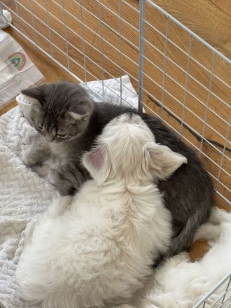 💖 Zuckersüße Mini-Malteser-Welpen – Junge & Mädchen – bereit für ihr Für-Immer-Zuhause 💖