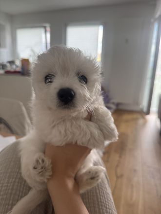 💖 Zuckersüße Mini-Malteser-Welpen – Junge & Mädchen – bereit für ihr Für-Immer-Zuhause 💖