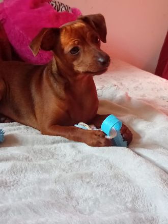 🐶 Zwergpinscher-Welpen – 2 Hündinnen, 4 Monate alt, braun, mit Pass