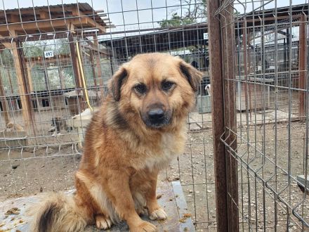 Malewa, 4 Jährige liebe Hündin, die schon lange auf ihre Ausreise nach Deutschland wartet, 44 cm