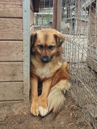 Malewa, 4 Jährige liebe Hündin, die schon lange auf ihre Ausreise nach Deutschland wartet, 44 cm