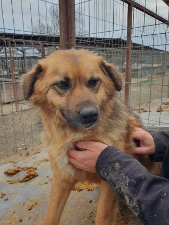 Malewa, 4 Jährige liebe Hündin, die schon lange auf ihre Ausreise nach Deutschland wartet, 44 cm