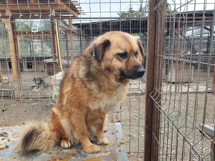 Malewa, 4 Jährige liebe Hündin, die schon lange auf ihre Ausreise nach Deutschland wartet, 44 cm
