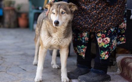 Schüchterner Walzer sucht aktive Familie