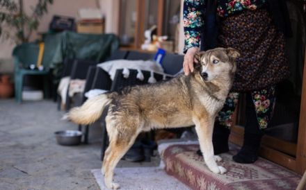 Schüchterner Walzer sucht aktive Familie