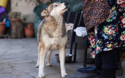 Schüchterner Walzer sucht aktive Familie
