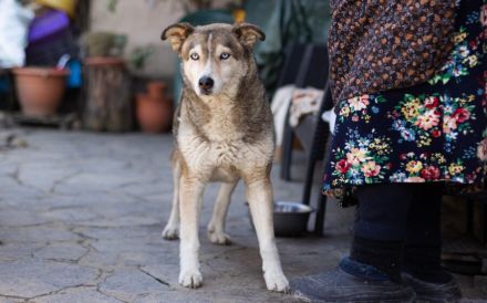 Schüchterner Walzer sucht aktive Familie