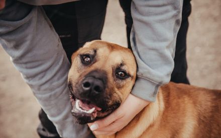 Miss Lilly sucht ein Zuhause