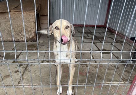 Frohnatur Dexter sucht seine Menschen