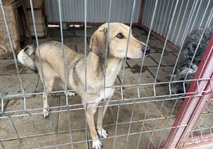 Frohnatur Dexter sucht seine Menschen