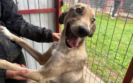 Frohnatur Dexter sucht seine Menschen