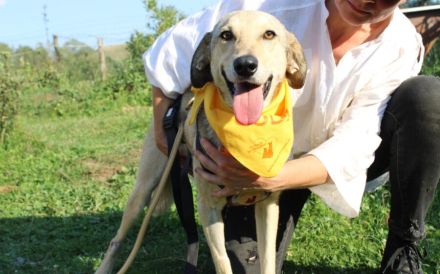 Frohnatur Dexter sucht seine Menschen